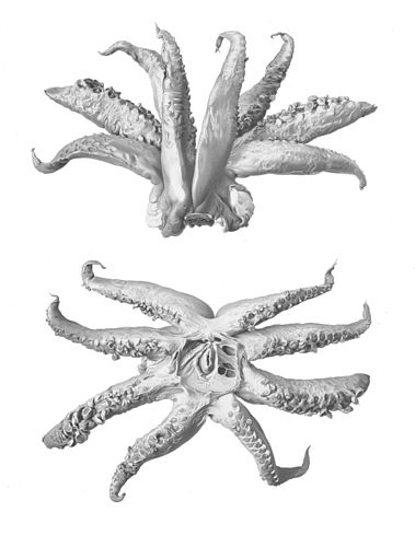 Taningia danae